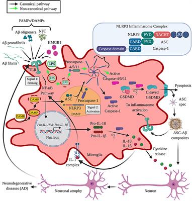 The Role of Microglia and the Nlrp3 Inflammasome in Alzheimer's Disease